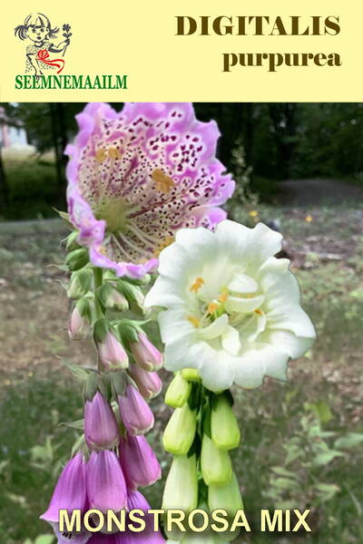 Foxglove "Monstrosa mix"